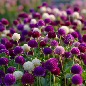 Purple Globe Amaranth Seeds - 50 Count | Long-Lasting Blooms for Cutting Gardens & Pollinators - Image 5