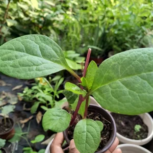 Purple Organic Malabar Spinach Live Plant – 4-6 Inch in 4 Inch Pot – Edible Vine - Image 1