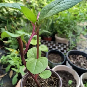 Purple Organic Malabar Spinach Live Plant – 4-6 Inch in 4 Inch Pot – Edible Vine - Image 2