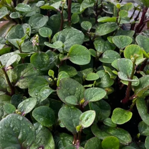 Purple Organic Malabar Spinach Live Plant – 4-6 Inch in 4 Inch Pot – Edible Vine - Image 3