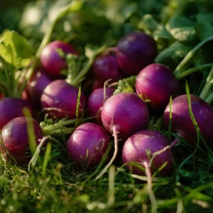 Purple Plum Radish Seeds - Heirloom Vegetable, 250 Seeds, Crisp Roots - Image 3
