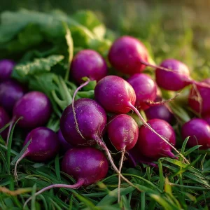 Purple Plum Radish Seeds - Heirloom Vegetable, 250 Seeds, Crisp Roots - Image 1