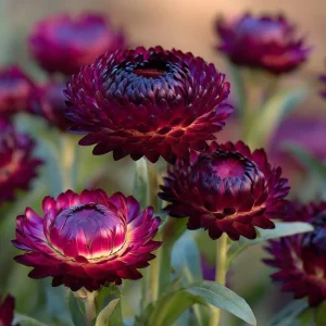 Purple Red Black Strawflower Seeds - 50 Count - Vibrant Long-Lasting Blooms - Image 1