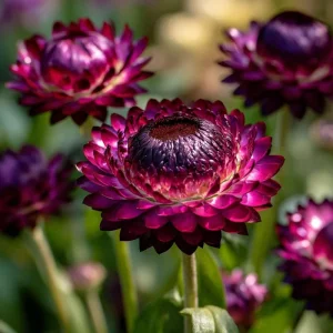 Purple Red Black Strawflower Seeds - 50 Count Xerochrysum Bracteatum Annual - Image 2