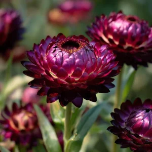 Purple Red Black Strawflower Seeds - 50 Count Xerochrysum Bracteatum Annual - Image 3