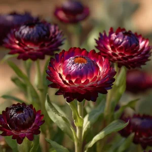 Purple Red Black Strawflower Seeds - 50 Count Xerochrysum Bracteatum Annual - Image 4