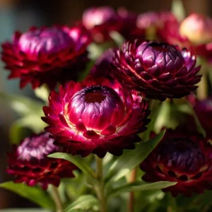 Purple Red Black Strawflower Seeds - 50 Count Xerochrysum Bracteatum Annual - Image 5