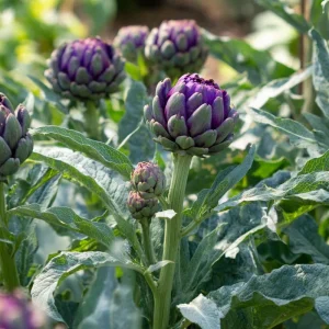 Purple Romagna Artichoke Seeds - 25 Heirloom Perennial Vegetable Seeds, Full Sun - Image 3