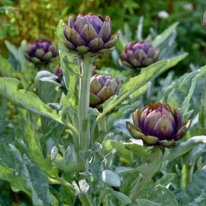 Purple Romagna Artichoke Seeds - Heirloom Perennial, 25 Seeds, for Gardens - Image 4