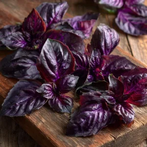 Purple Ruffles Basil Seeds - Heirloom Aromatic Herb, 150 Seed Packet, Outdoor - Image 4