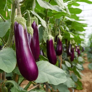 Purple Shine Eggplant Seeds – Hybrid Variety – 50 Seeds – Glossy Deep Purple Fruits - Image 2