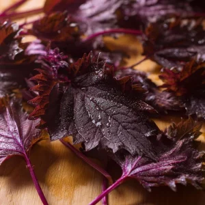 Purple Shiso Seeds – Perilla frutescens – 100 Seeds – Culinary & Ornamental Herb - Image 3