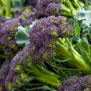 Purple Sprouting Broccoli Seeds - 150 Heirloom Winter Vegetable Seeds - Image 2