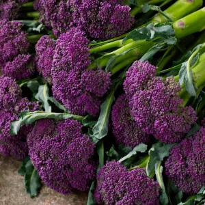 Purple Sprouting Broccoli Seeds - 150 Heirloom Winter Vegetable Seeds - Image 3