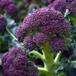 Purple Sprouting Broccoli Seeds - 150 Heirloom Winter Vegetable Seeds - Image 1