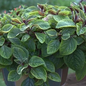 Purple Swedish Ivy Live Plant - 2 Plants per Pot, 3-6 Inch Tall Indoor Trailing Plant - Image 2