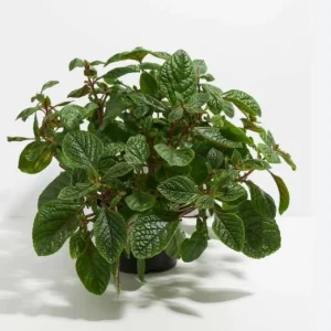 Purple Swedish Ivy Live Plant - 2 Plants per Pot, 3-6 Inch Tall Indoor Trailing Plant - Image 3