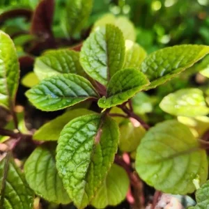 Purple Swedish Ivy Live Plant - 2 Plants per Pot, 3-6 Inch Tall Indoor Trailing Plant - Image 4