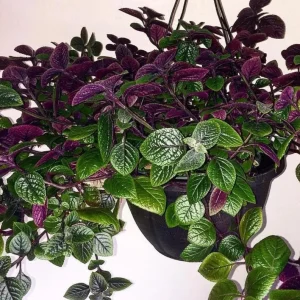 Purple Swedish Ivy Live Plant - 2 Plants per Pot, 3-6 Inch Tall Indoor Trailing Plant - Image 6