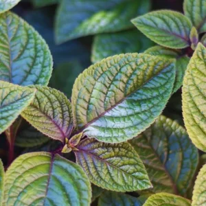 Purple Swedish Ivy Live Plant - 2 Plants per Pot, 3-6 Inch Tall Indoor Trailing Plant - Image 1