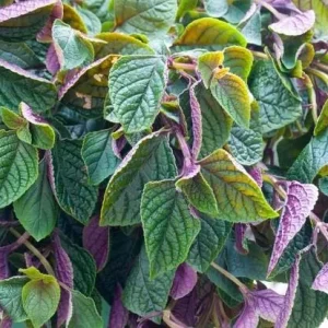 Purple Swedish Ivy Live Plant - 2 Plants per Pot, 3-6 Inch Tall Indoor Trailing Plant - Image 7