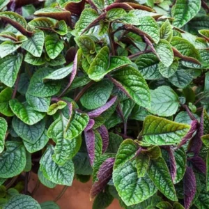 Purple Swedish Ivy Live Plant - 2 Plants per Pot, 3-6 Inch Tall Indoor Trailing Plant - Image 8