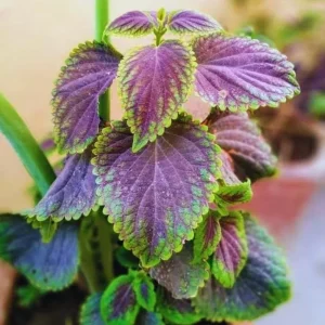 Purple Swedish Ivy Live Plant - 2 Plants per Pot, 3-6 Inch Tall Indoor Trailing Plant - Image 9