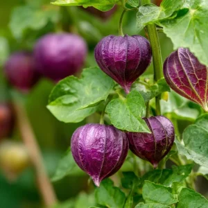 Purple Tomatillo Seeds - Heirloom Chinese Lantern, Physalis ixocarpa, 30 Seeds - Image 3