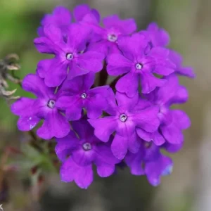 Purple Verbena Live Plant – Perennial Ground Cover Flower – 4 Inch Pot Outdoor - Image 2