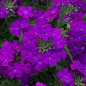 Purple Verbena Live Plant – Perennial Ground Cover Flower – 4 Inch Pot Outdoor - Image 3