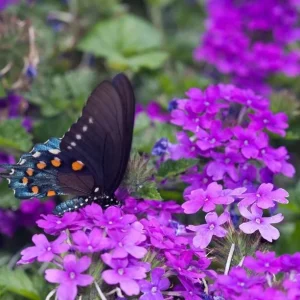 Purple Verbena Live Plant – Perennial Ground Cover Flower – 4 Inch Pot Outdoor - Image 4