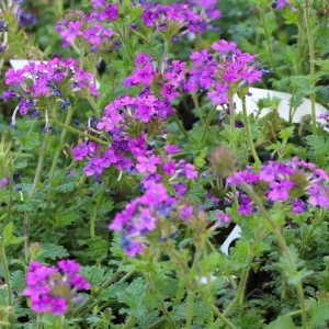 Purple Verbena Live Plant – Perennial Ground Cover Flower – 4 Inch Pot Outdoor - Image 5