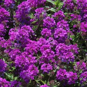 Purple Verbena Live Plant – Perennial Ground Cover Flower – 4 Inch Pot Outdoor - Image 6