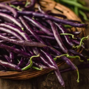 Purple Yard Long Bean Seeds - Vining Legume, Tender Purple Pods - 10 Seeds - Image 2