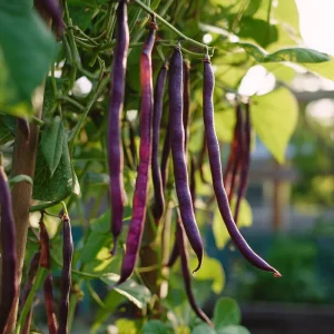 Purple Yard Long Bean Seeds - Vining Legume, Tender Purple Pods - 10 Seeds - Image 3