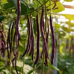 Purple Yard Long Bean Seeds - Vining Legume, Tender Purple Pods - 10 Seeds - Image 5