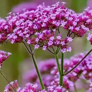 Purpletop Vervain Seeds – Verbena bonariensis – 200 Seeds – Lavender-Purple Blooms - Image 3