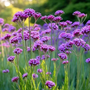 Purpletop Vervain Seeds – Verbena bonariensis – 200 Seeds – Lavender-Purple Blooms - Image 4