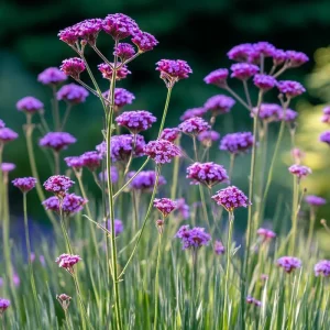 Purpletop Vervain Seeds – Verbena bonariensis – 200 Seeds – Lavender-Purple Blooms - Image 5