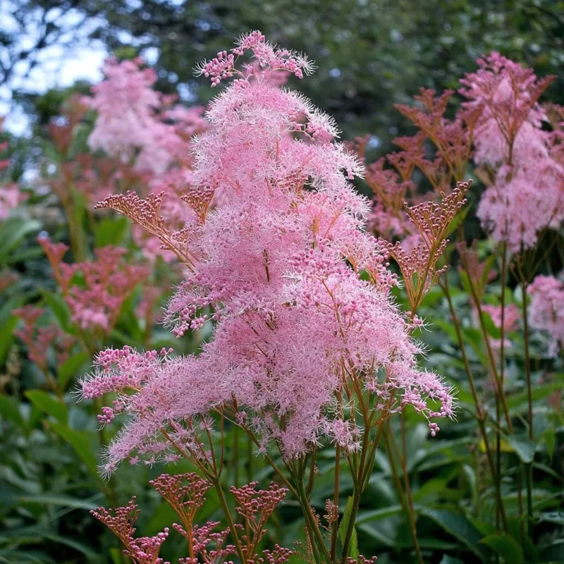 Queen of the Prairie Seeds - 25 Pink Filipendula Rubra Seeds, Fragrant, Pollinator Friendly - Image 2