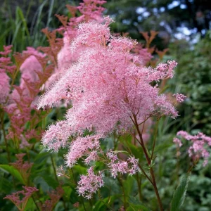 Queen of the Prairie Seeds - 25 Pink Filipendula Rubra Seeds, Fragrant, Pollinator Friendly - Image 3