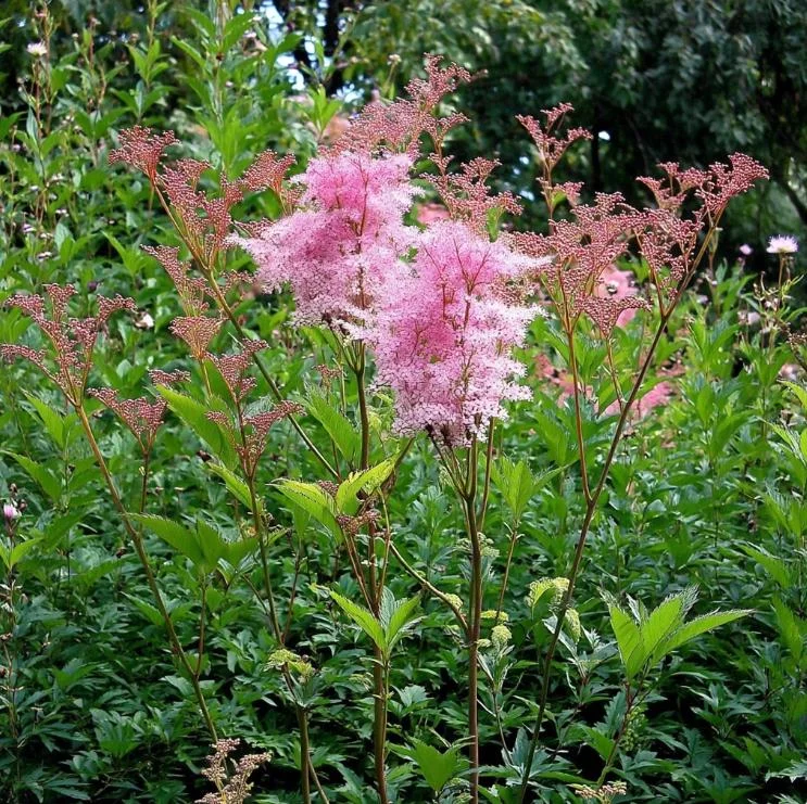 Queen of the Prairie Seeds - 25 Pink Filipendula Rubra Seeds, Fragrant, Pollinator Friendly - Image 5