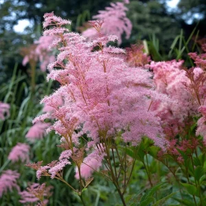 Queen of the Prairie Seeds - 25 Pink Filipendula Rubra Seeds, Fragrant, Pollinator Friendly - Image 1