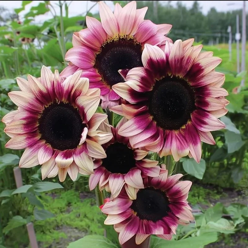 Rare Plum Purple Sunflower Seeds - Helianthus annuus, Cut Flowers, 25 Seeds - Image 1