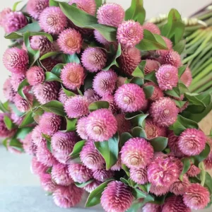 Raspberry Cream Gomphrena Seeds - 25 Seeds | Long-Lasting Blooms for Gardens - Image 2