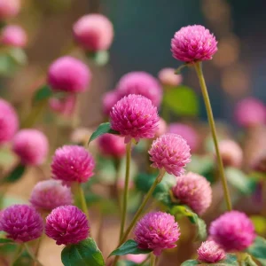 Raspberry Cream Gomphrena Seeds - 25 Seeds | Long-Lasting Blooms for Gardens - Image 3