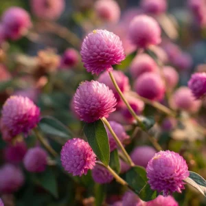 Raspberry Cream Gomphrena Seeds - 25 Seeds | Long-Lasting Blooms for Gardens - Image 4