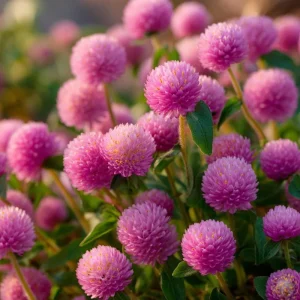 Raspberry Cream Gomphrena Seeds - 25 Seeds | Long-Lasting Blooms for Gardens - Image 1