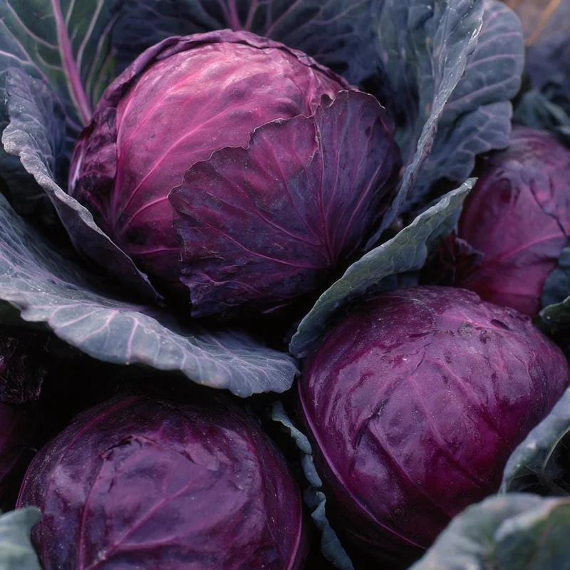 Red Acre Cabbage Seeds - Heirloom Vegetable Seeds, Sweet & Crisp, 150 Seeds - Image 5