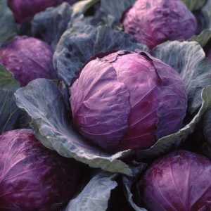 Red Acre Cabbage Seeds - Heirloom Vegetable Seeds, Sweet & Crisp, 150 Seeds - Image 1